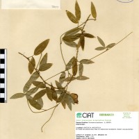 5055 herbarium