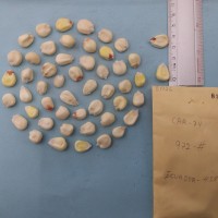 CIMMYTMA 8192 - Reference inventory.jpg