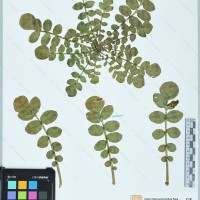 CIP 761125 herbarium