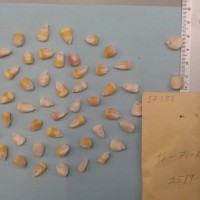 CIMMYTMA 5715 - Reference Inventory.jpg