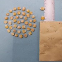 CIMMYTMA 8396 - Reference inventory.jpg