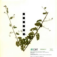 10024 herbarium