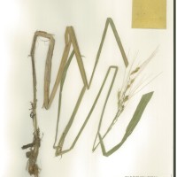 IRGC 88985 Herbarium