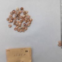 CIMMYTMA 33 - Reference Inventory.jpg