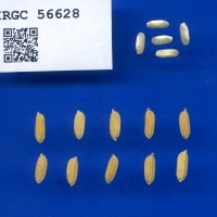 IRGC 56628 Seed Photo