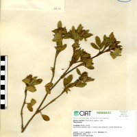 11571 herbarium