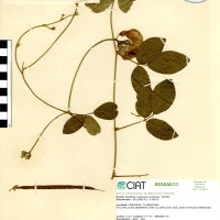 15447 herbarium