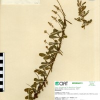 832 herbarium