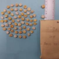 CIMMYTMA 8046 - Reference inventory.jpg