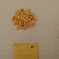 CIMMYTMA 4987 - Reference Inventory.jpg