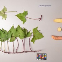 CIP 400103 (full plant).jpg