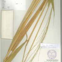 IRGC 100952 Herbarium