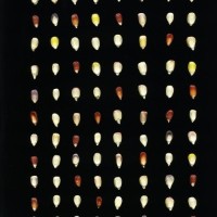 CIMMYTMA 23854 AGUC 31 BA23U-2903-64 K.jpg