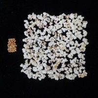 Popped and not popped comparison.jpg