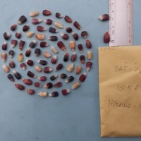 CIMMYTMA 8448 - Reference inventory.jpg