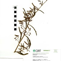 20464 herbarium