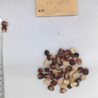 CIMMYTMA 110 - Reference Inventory.jpg