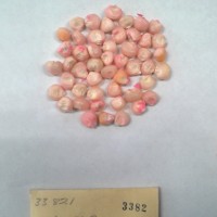 CIMMYTMA 3382 - Reference Inventory.jpg