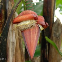 6.4.15 - Male bud shape