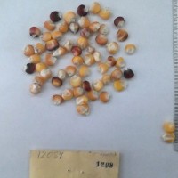 CIMMYTMA 1208 - Reference Inventory.jpg