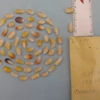 CIMMYTMA 6099 - Reference Inventory.jpg