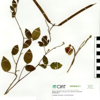 15593 herbarium