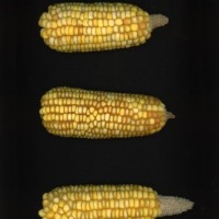 CIMMYTMA 26701 ARZM 07 020 AF19A-0903-163 E.jpg