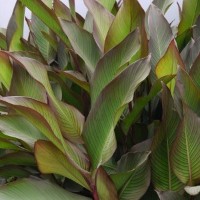 CIP 206001 (plant).jpg