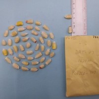 CIMMYTMA 7649 - Reference inventory.jpg