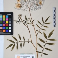 CIP 761164_OCHS 11007_01.jpg