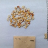 CIMMYTMA 1219 - Reference Inventory.jpg