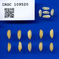IRGC 109520 Seed Photo