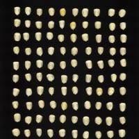 CIMMYTMA 179 GUER 96 AF19A-0903-169 K.jpg