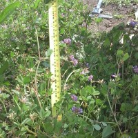 Trifolium tembense_7727 (8).jpg