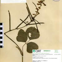 17310 herbarium
