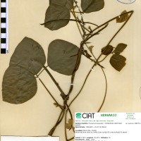 17323 herbarium