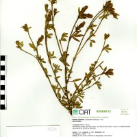 10096 herbarium