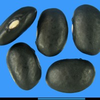 G1694 seed.jpg