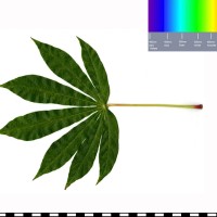 COL683 leaf