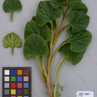 CIP 201001 Herbarium