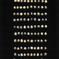 CIMMYTMA 27426 CHIS 840 TC20U 2903 60 K1360 _compress.jpg