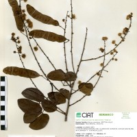 21343 herbarium