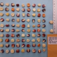 CIMMYTMA 16318 - Reference Inventory.jpg