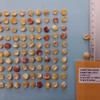 CIMMYTMA 15717 - Reference Inventory.jpg