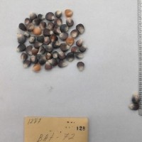 CIMMYTMA 128 - Reference Inventory.jpg