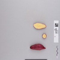 CIP 421004 (root).jpg