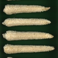 CIMMYTMA 27426 CHIS 840 TC20U 2903 60 C1350 _compress.jpg