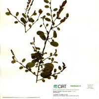 7132 herbarium
