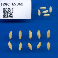 IRGC 69862 Seed Photo