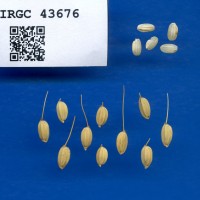 IRGC 43676 Seed Photo